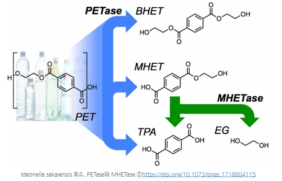 일본 플라스틱 분해효소 연구.png