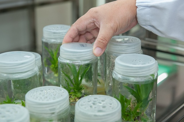 plant-tissue-culture-facility-2223464_640.jpg