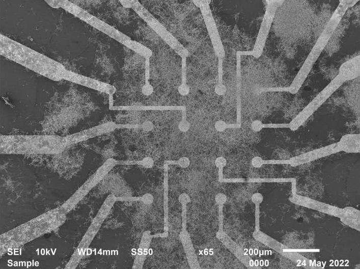 nanowire-brain-network-2.jpg