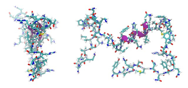 adrenomedullin-872350_640.jpg