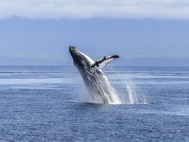 humpback-whale-436120_640.jpg