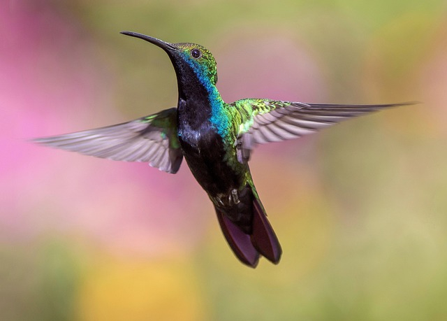 hummingbird-1854225_640.jpg