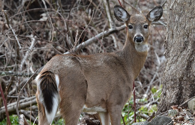 white-tail-deer-7862864_640.jpg