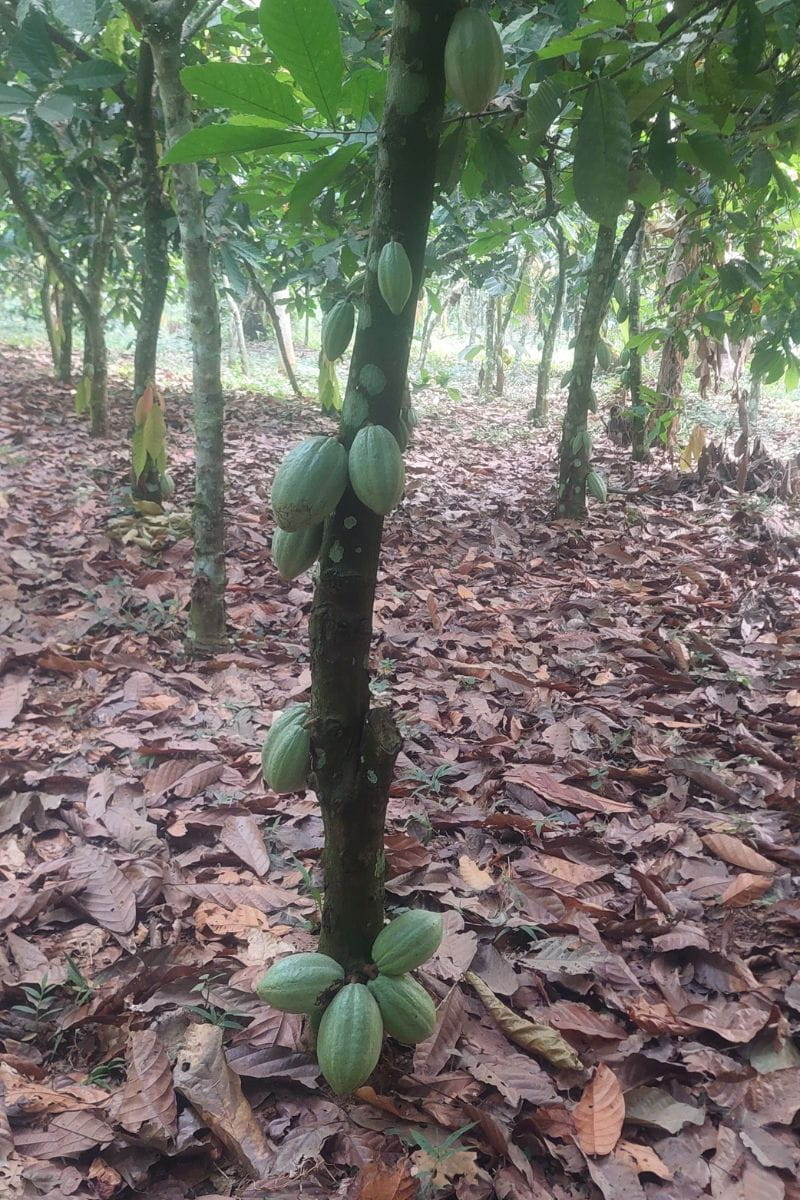 healthy-cacao-tree-UTA.jpg