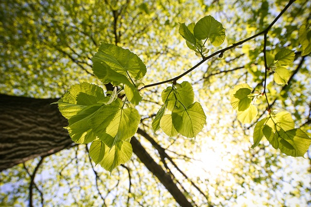 햇빛을 받은 녹색 잎.jpg