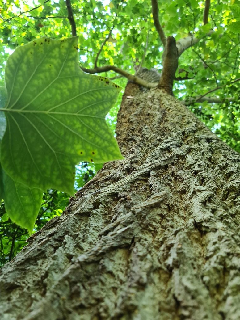 Tulip-Tree-in-Cambridge-University-Botanic-Garden-777x1036.jpg