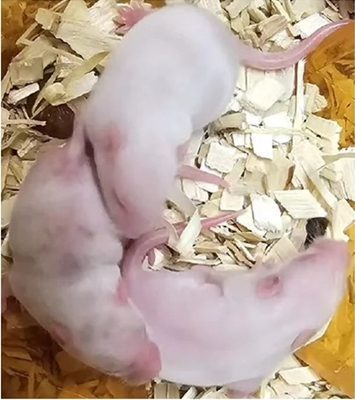 mouse-pups.jpg