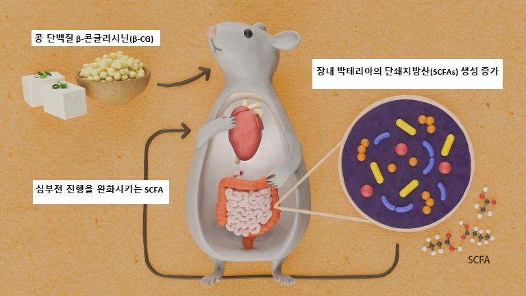 Soy-Protein-β-Conglycinin-Heart-Illustration.png