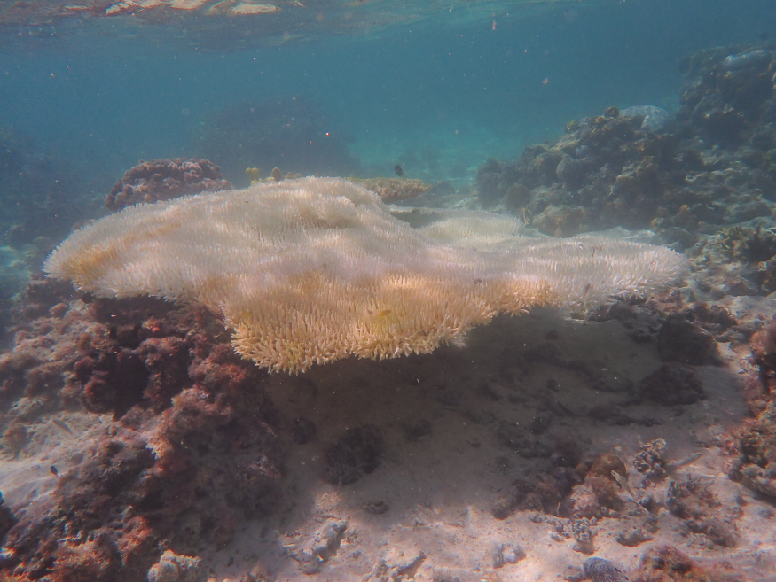 cycle-of-coral-bleachi.jpg