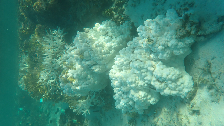 cycle-of-coral-bleachi-1.jpg