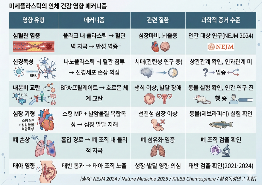 미세플라스틱의 인체 건강 영향 매커니즘 포커스온경제.png
